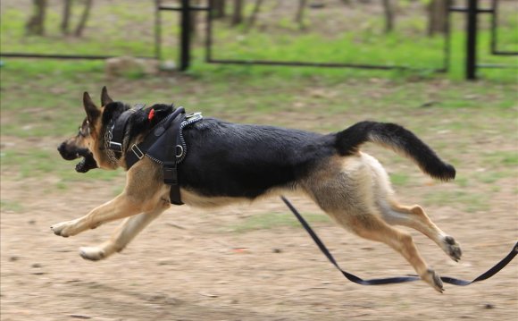 Law On The Divorce And Maintenance Of Dogs