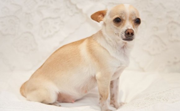 Chihuahua Pregnancy
