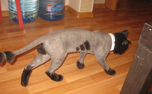 Free Dog Haircut