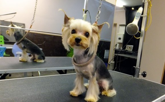 Kalingrad Dog Haircut