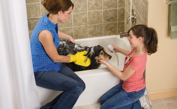 Dog Washing At Home