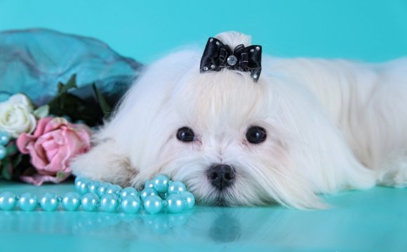 Problems Of Building Dogs In The Pit