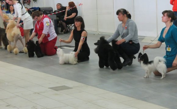 Dog Formation From Where To Begin