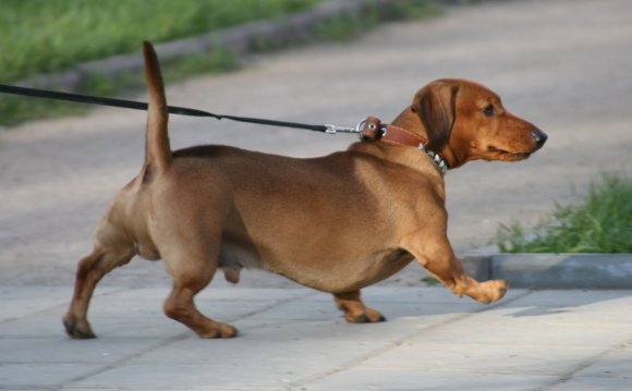 Rules For The Maintenance Of Dogs In The Communal Apartment