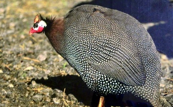 The Creation Of Dogs As Business Reviews