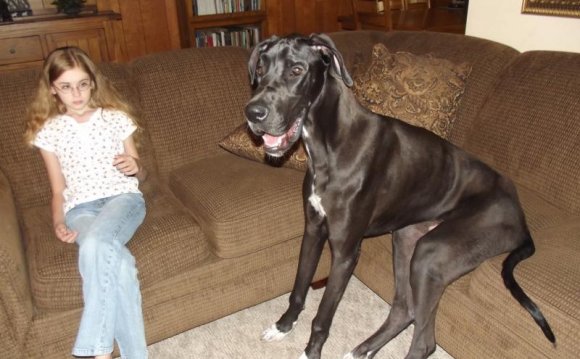 The Creation Of Aggressive Dog Breeds