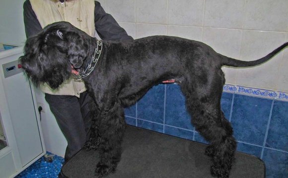 Dog String At Low-Cost House