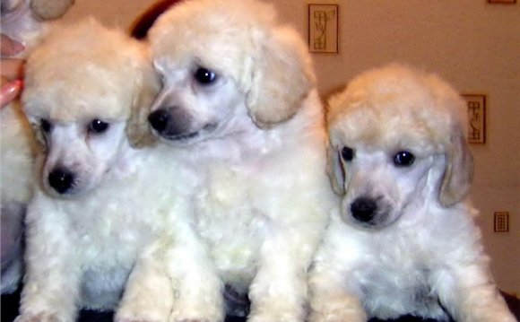 String And Washing Dogs