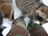 Home-Based Raccoon Dog Formation