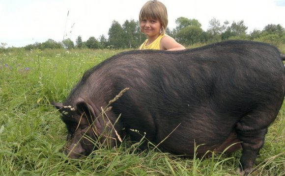 What's A Dog's Pork For Breeding