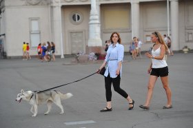 Выгуливать животных можно будет только в строго отведенных для этого местах. Фото: Архив