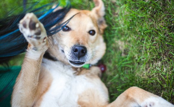 Law On The Disclosure Of Dogs