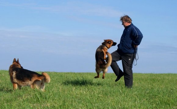 What's The Name Of A Dog